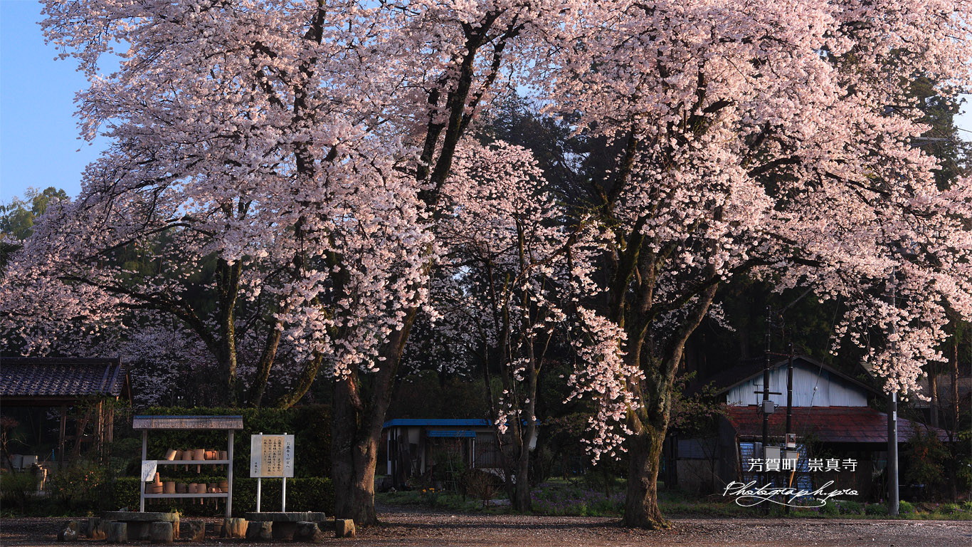 崇真寺 栃木県の桜の名所100選 壁紙