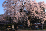 崇真寺 栃木県の桜の名所100選