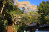 長命寺のエドヒガン