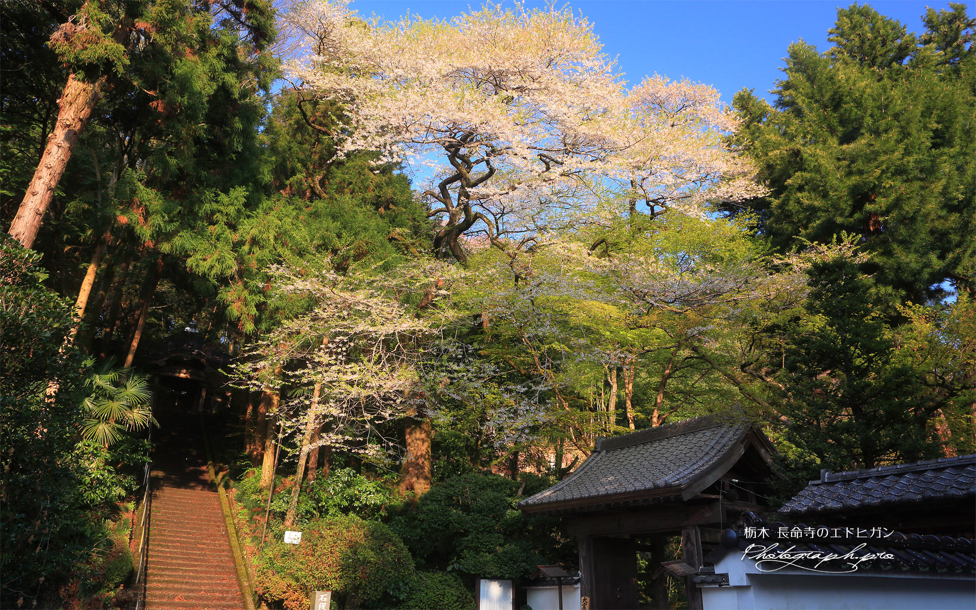 長命寺のエドヒガン