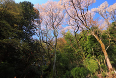 長命寺のヤマザクラ林叢
