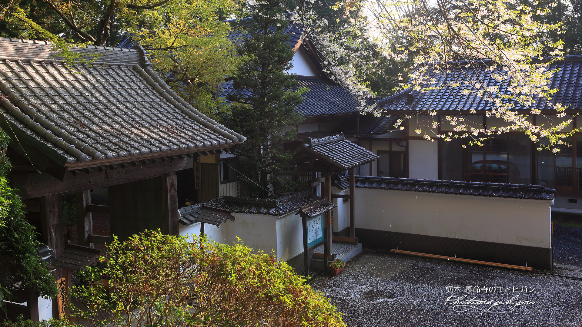 長命寺のエドヒガン