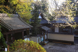 長命寺のエドヒガン