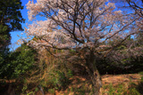 将軍桜