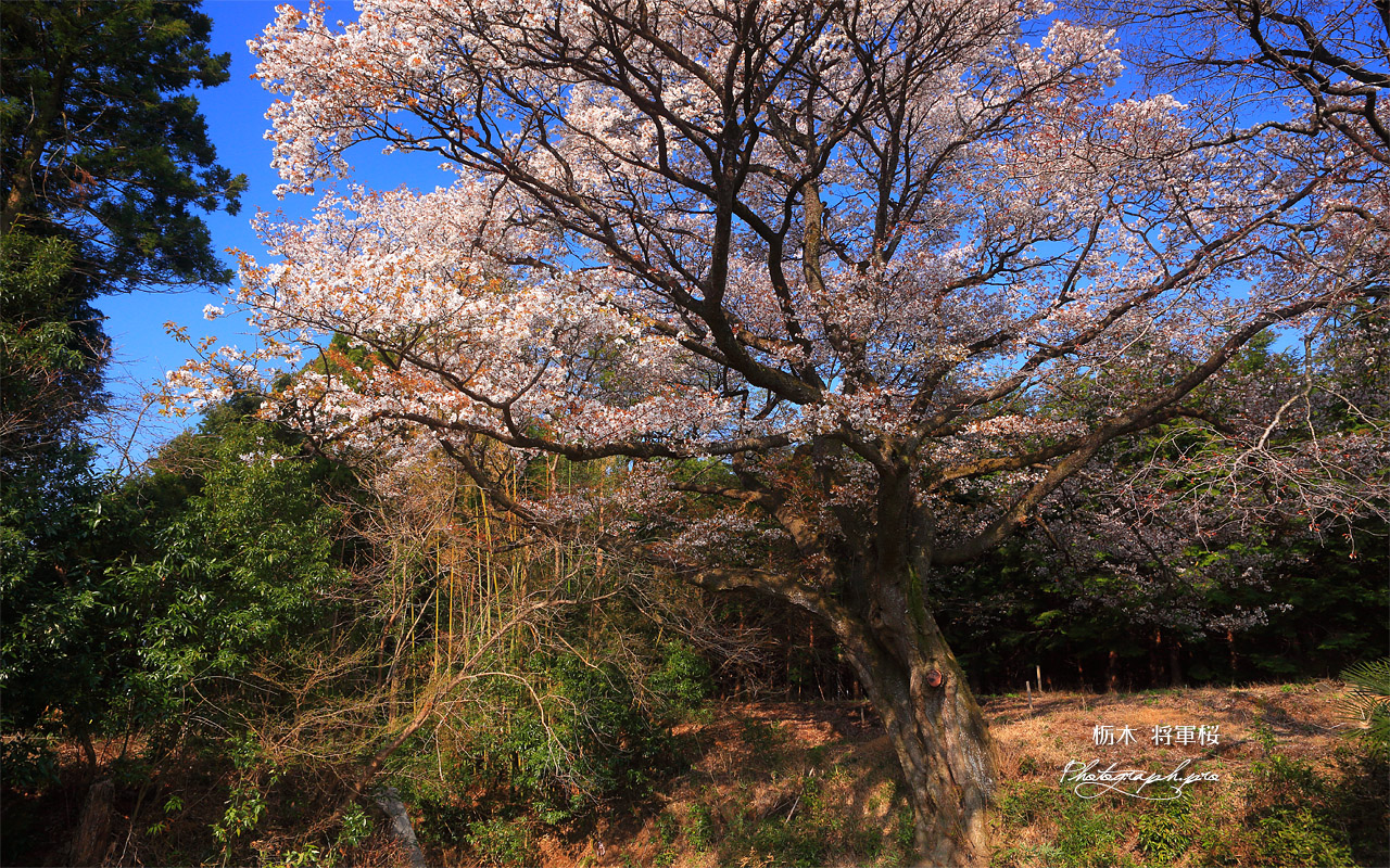 将軍桜 壁紙