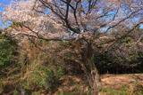将軍桜