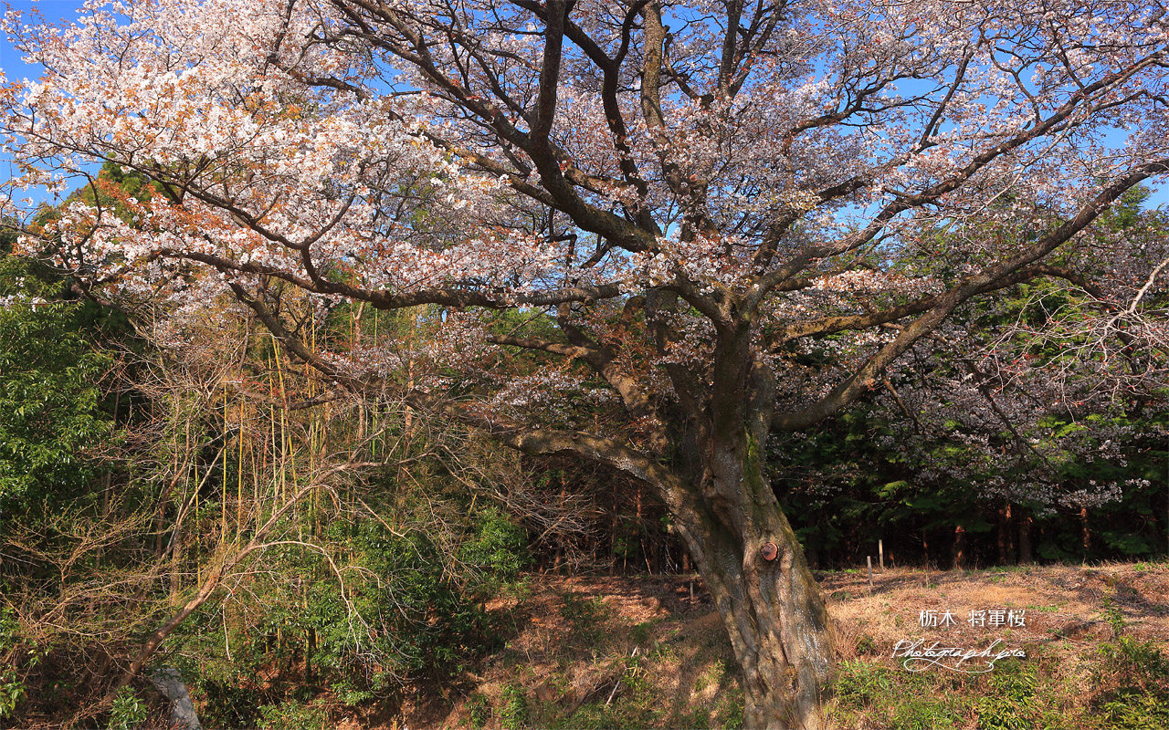 将軍桜 壁紙