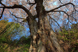 将軍桜
