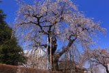 観音寺の枝垂れ桜