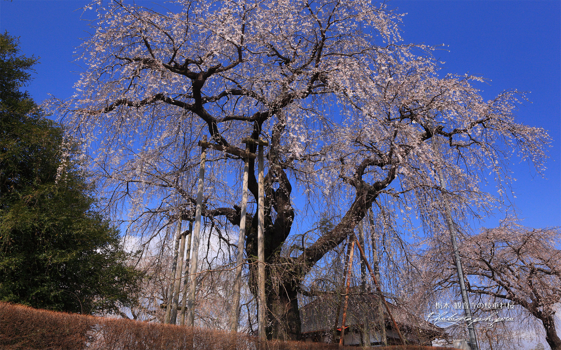 観音寺の枝垂れ桜