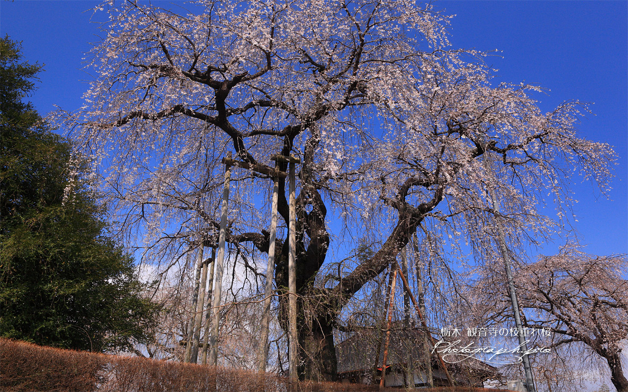 観音寺の枝垂れ桜 壁紙