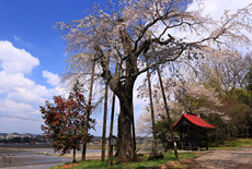 法善寺のシダレザクラ