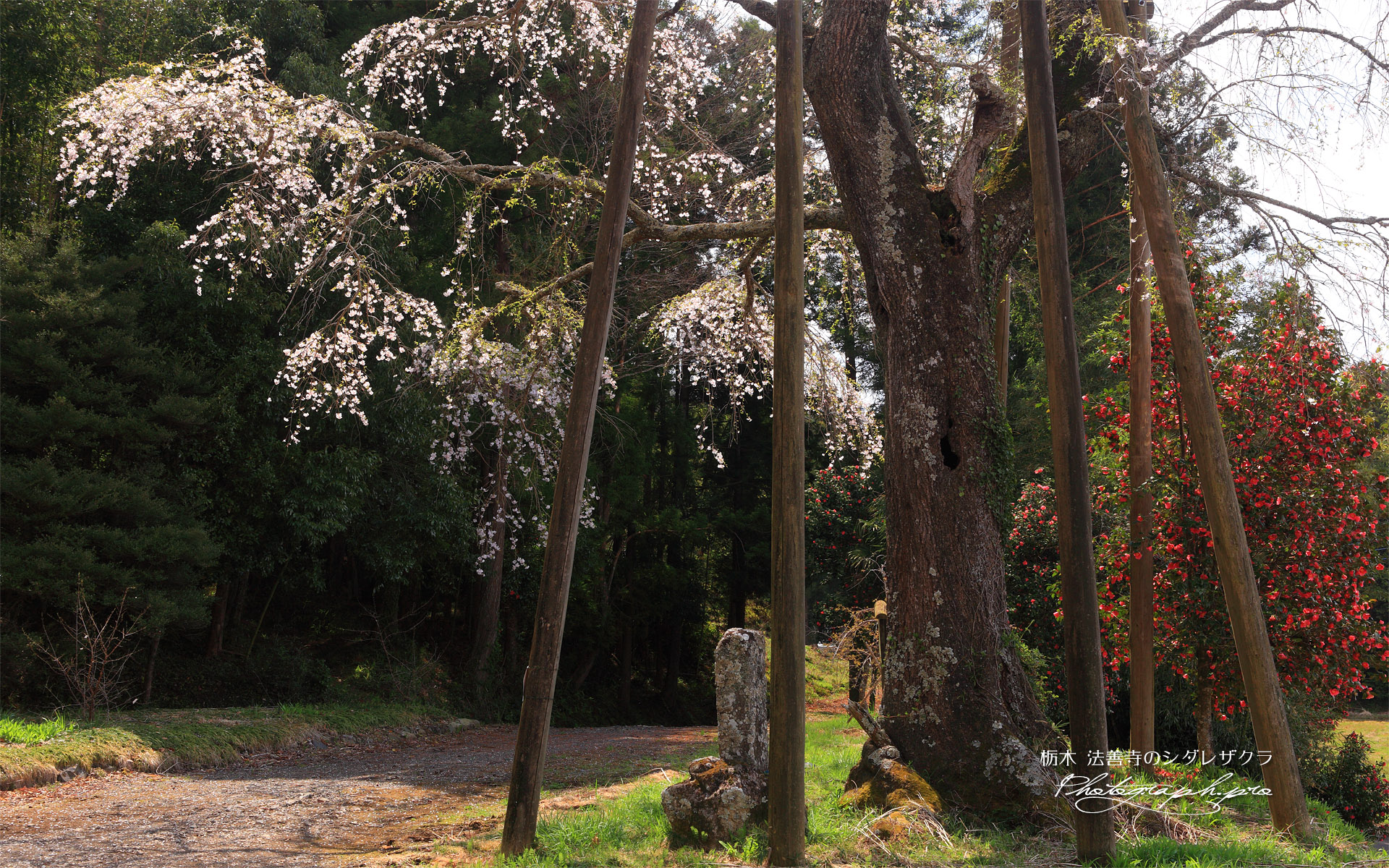 法善寺のしだれ桜