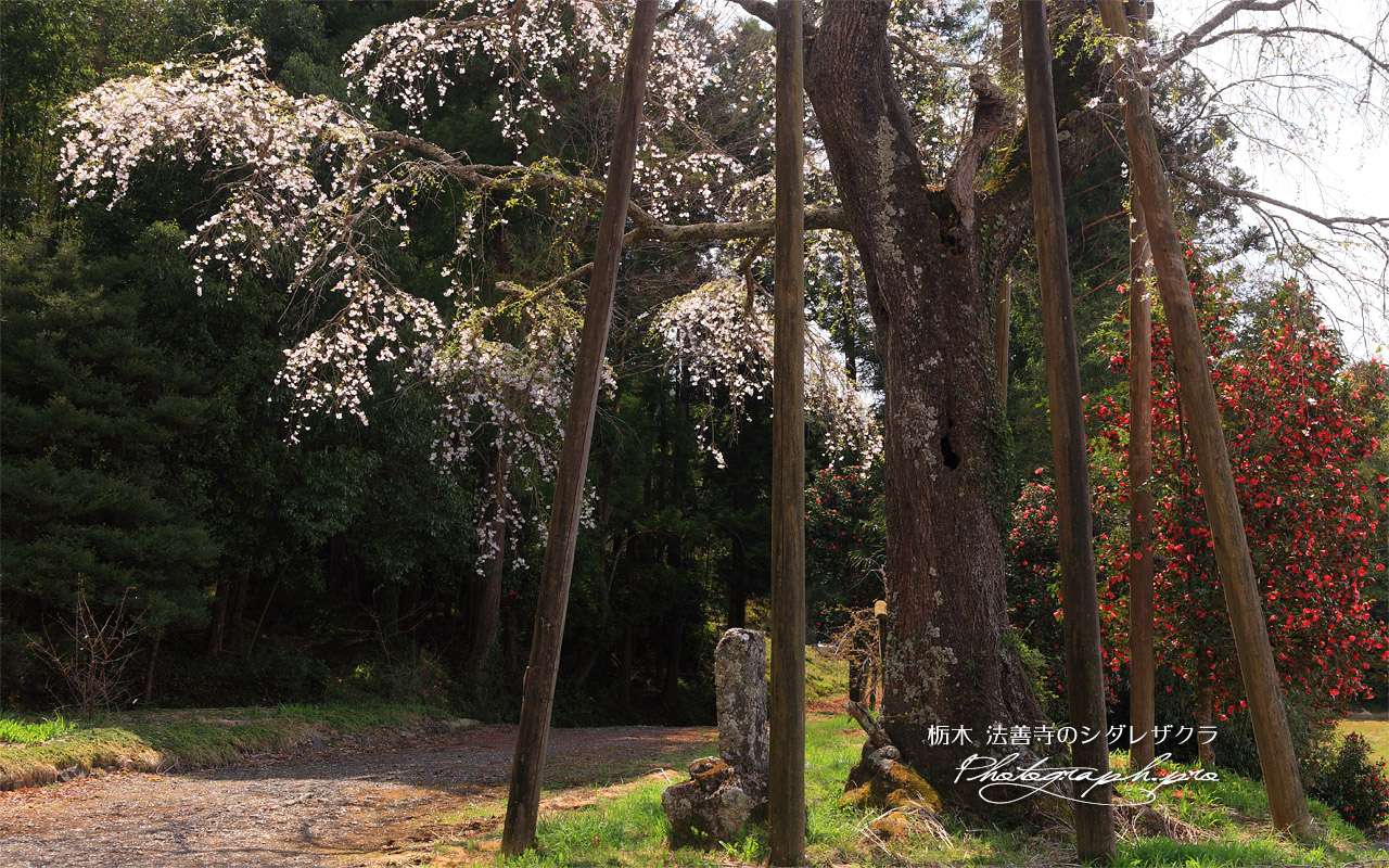 法善寺のしだれ桜 壁紙