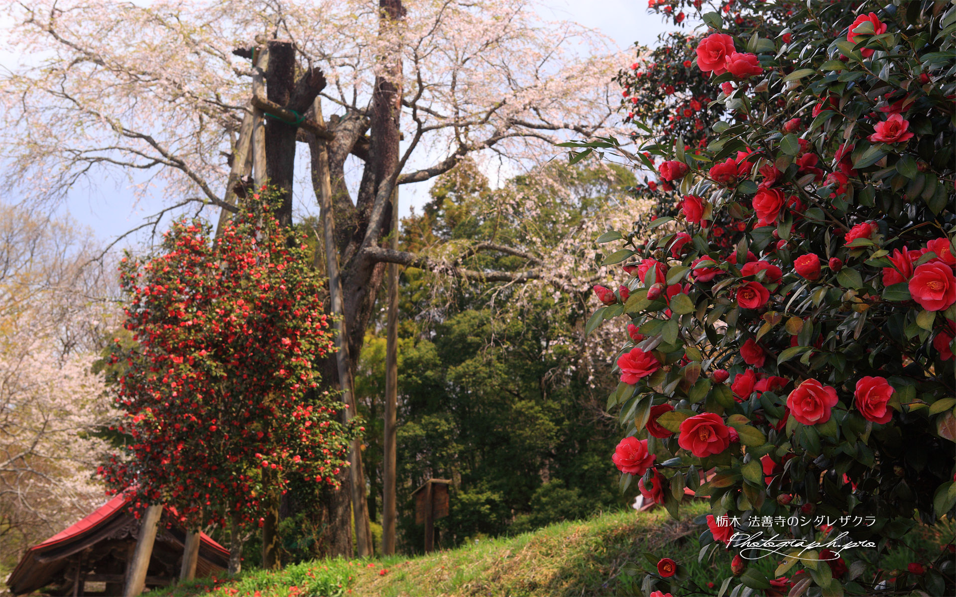 法善寺の枝垂れ桜