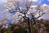 青木のしだれ桜