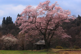 桜地蔵のエドヒガン