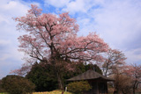 桜地蔵のエドヒガン