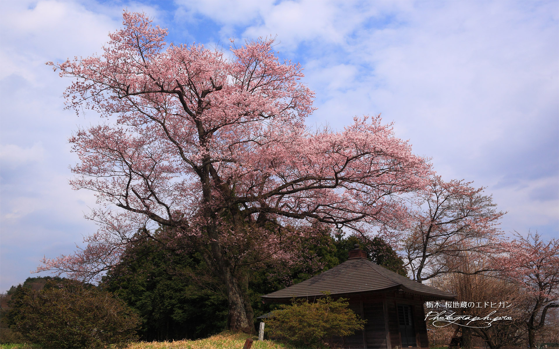 桜地蔵のエドヒガン