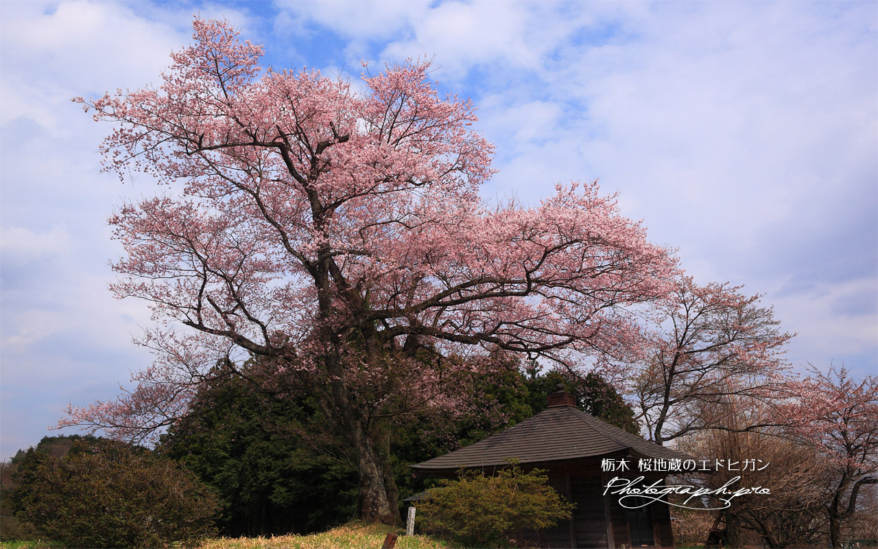 桜地蔵のエドヒガン 壁紙