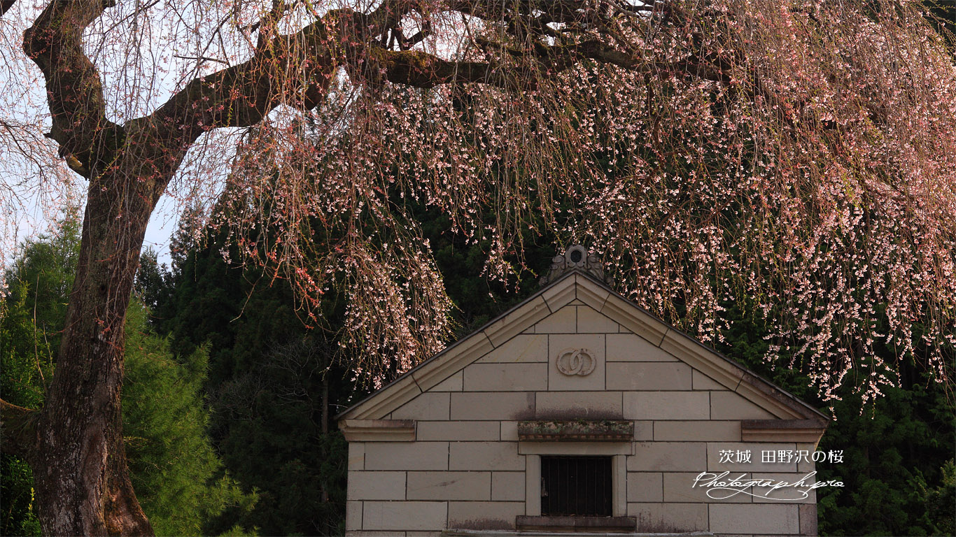 田野沢の桜 壁紙