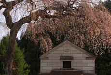 田野沢の桜