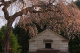 田野沢の桜