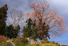 舘の下の桜