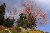 舘の下の桜