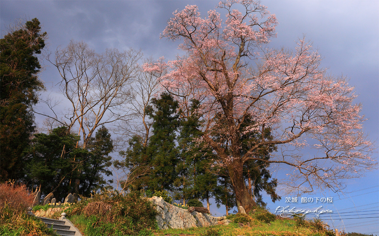 舘の下の桜 壁紙