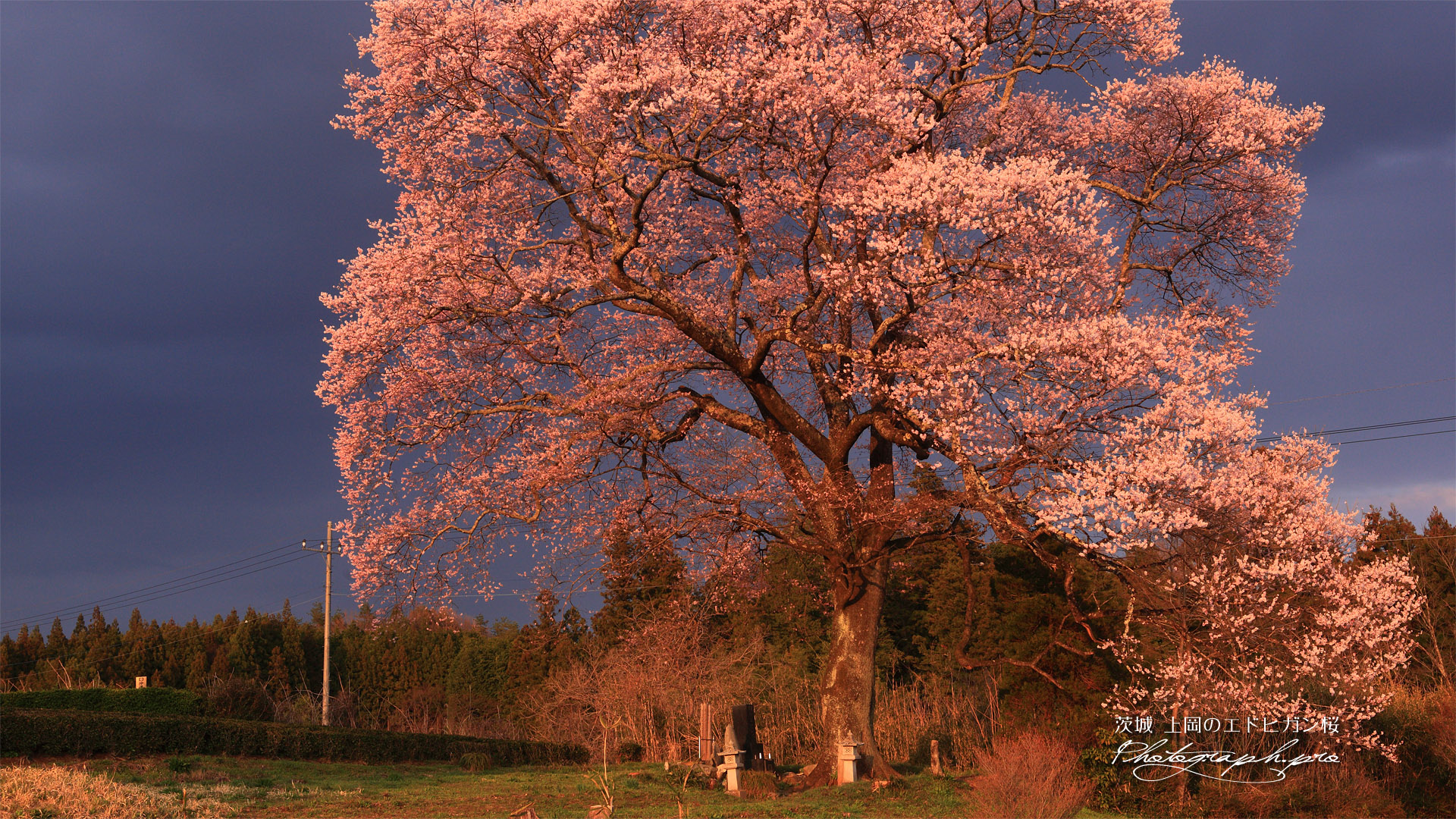 上岡の江戸彼岸桜