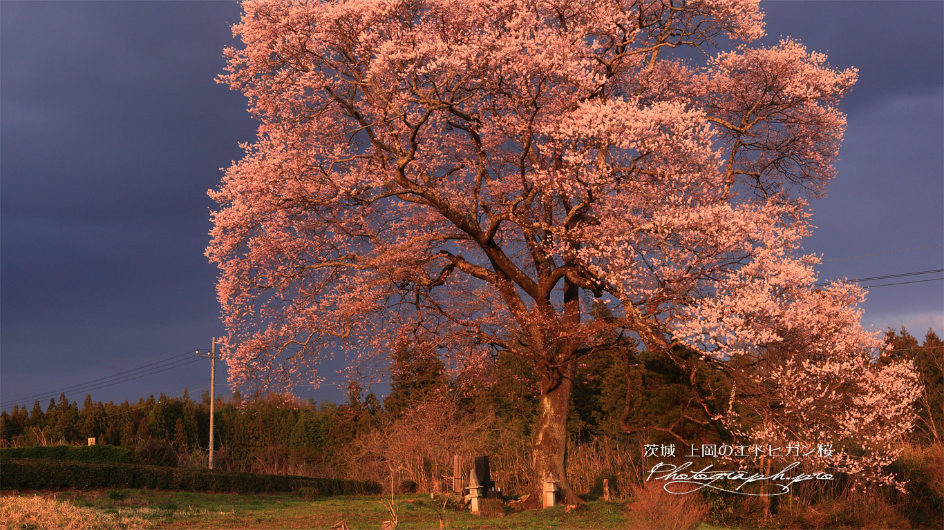上岡の江戸彼岸桜 壁紙