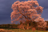 上岡の江戸彼岸桜