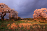 上岡の桜