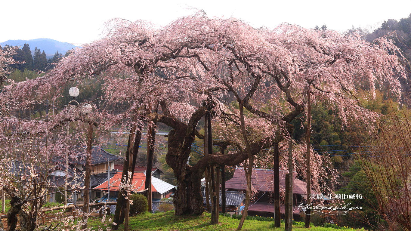 小生瀬宿のしだれ桜 壁紙