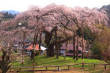 小生瀬宿のしだれ桜
