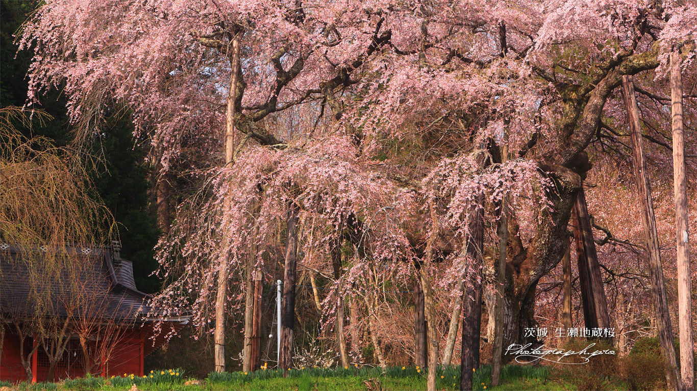 小生瀬の地蔵桜 壁紙