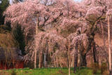 小生瀬の地蔵桜