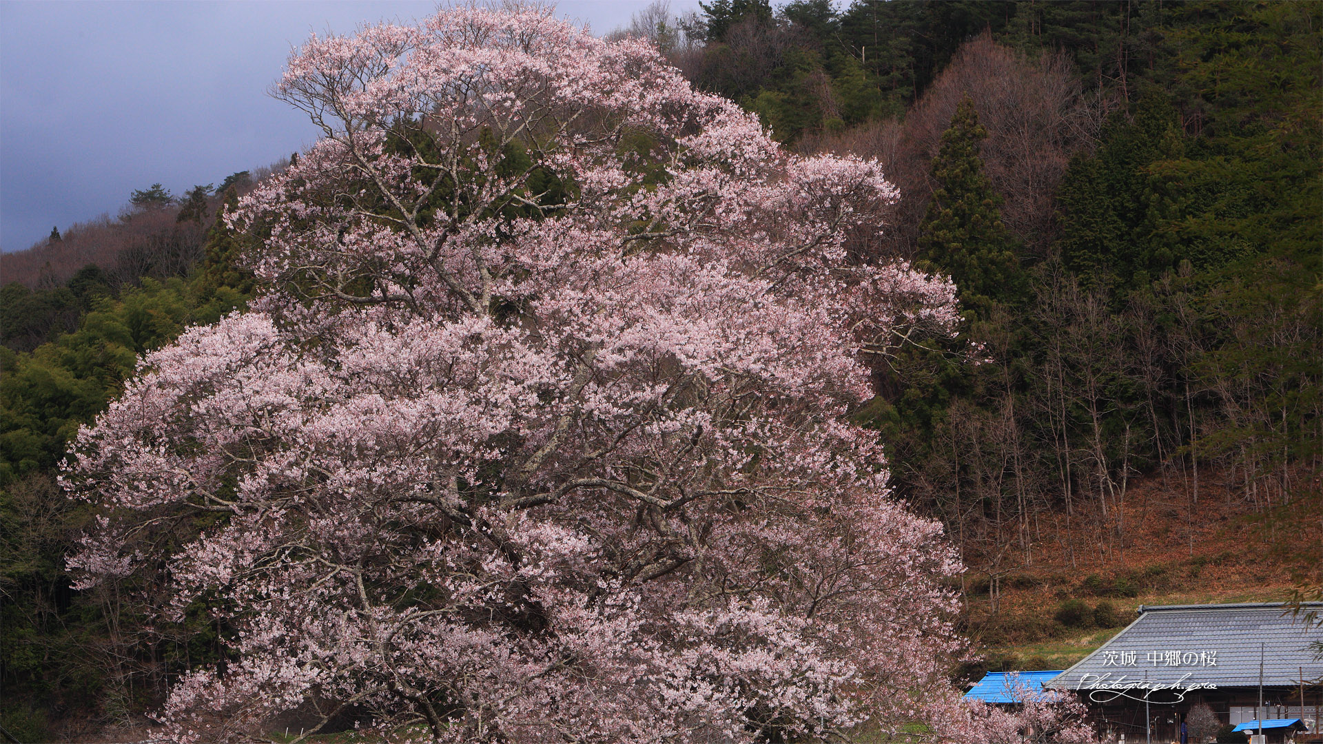 中郷の江戸彼岸桜