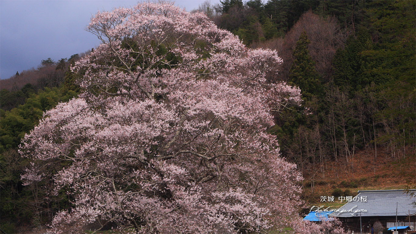 中郷の江戸彼岸桜 壁紙
