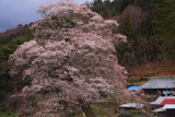 中郷の江戸彼岸桜