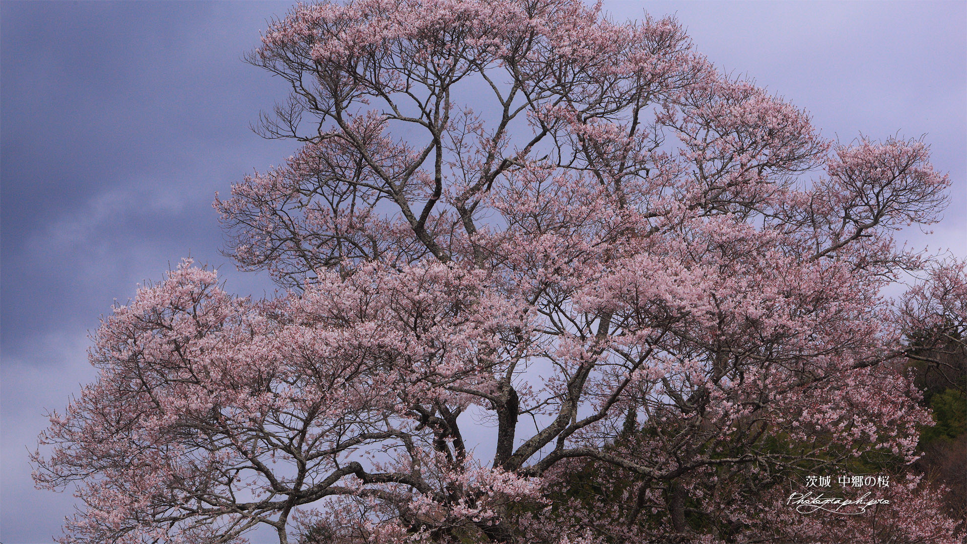 中郷の桜