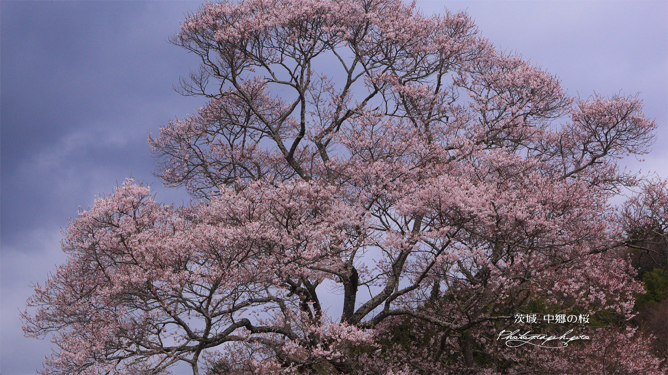 中郷の桜 壁紙