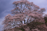 中郷の桜
