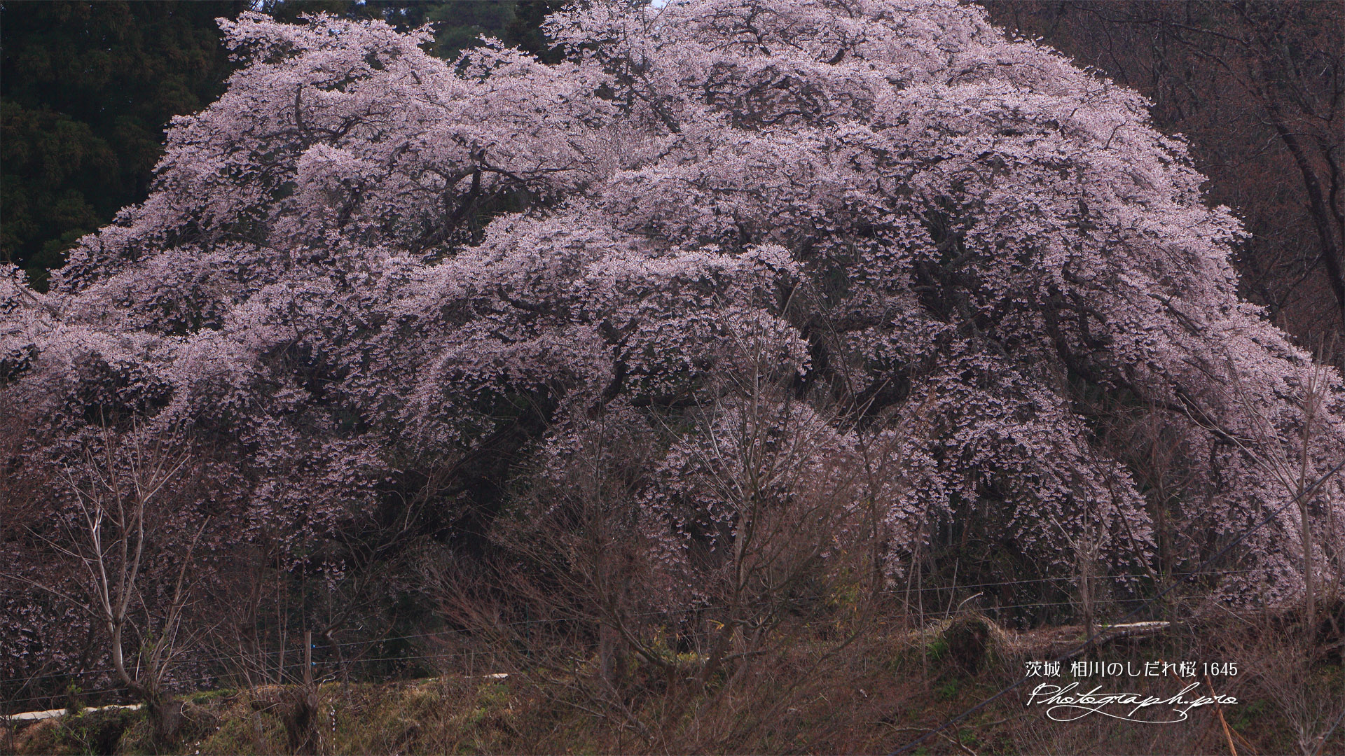 相川のしだれ桜（相川1645）