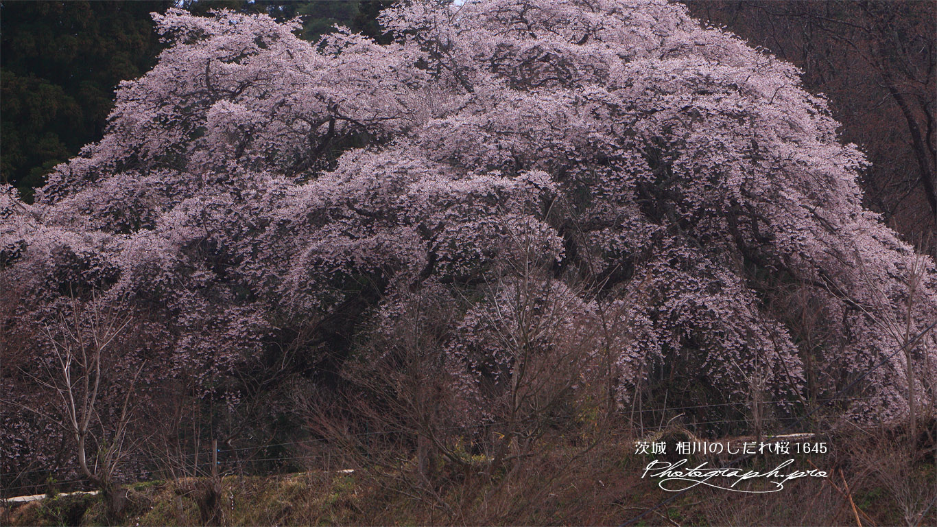 相川のしだれ桜（相川1645） 壁紙