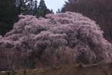 相川のしだれ桜（相川1645）
