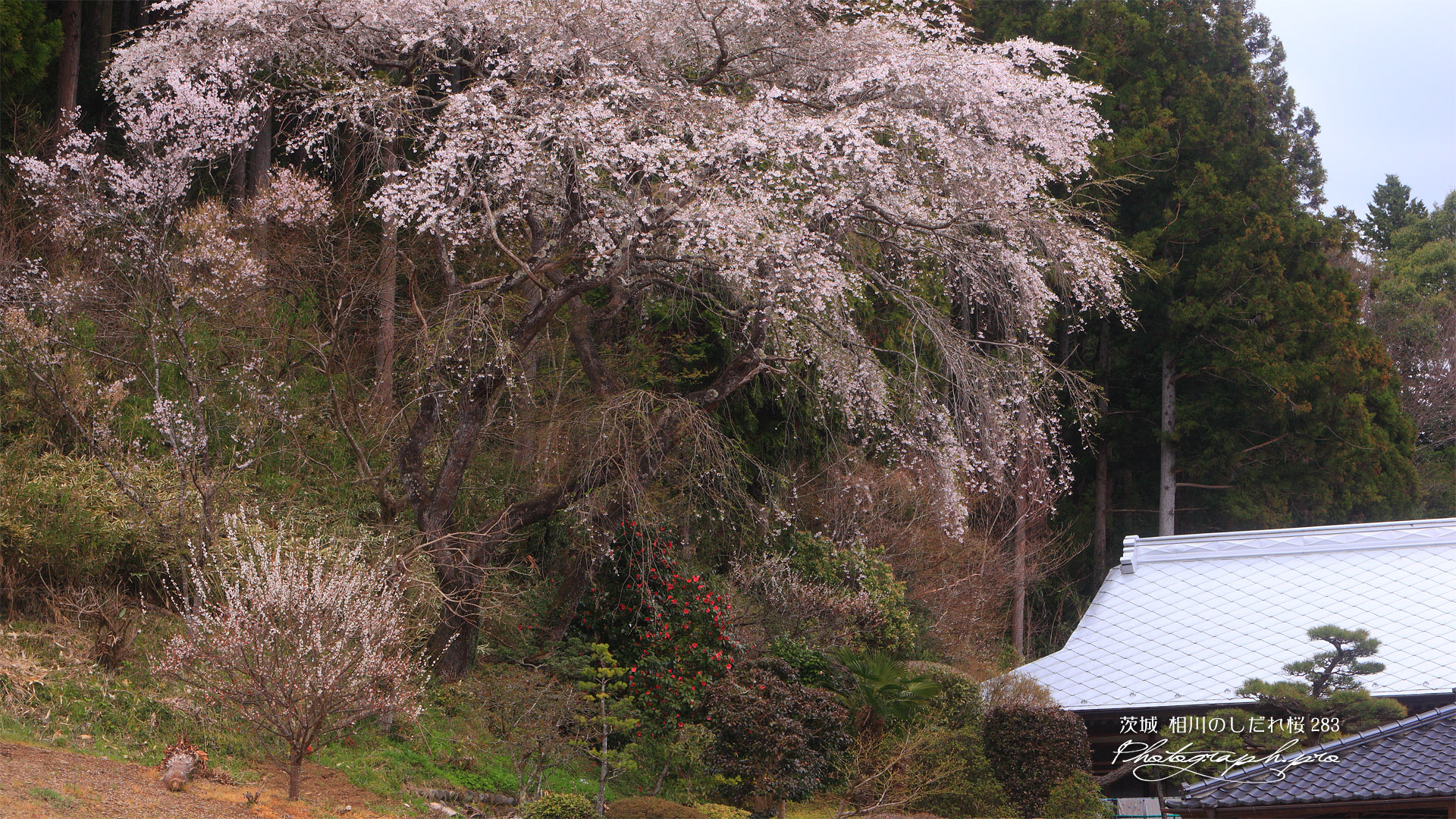 相川のしだれ桜（相川283）