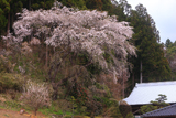 相川のしだれ桜（相川283）
