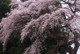 相川のしだれ桜（相川321）